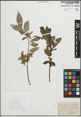 Foto von Salix pentandra L.